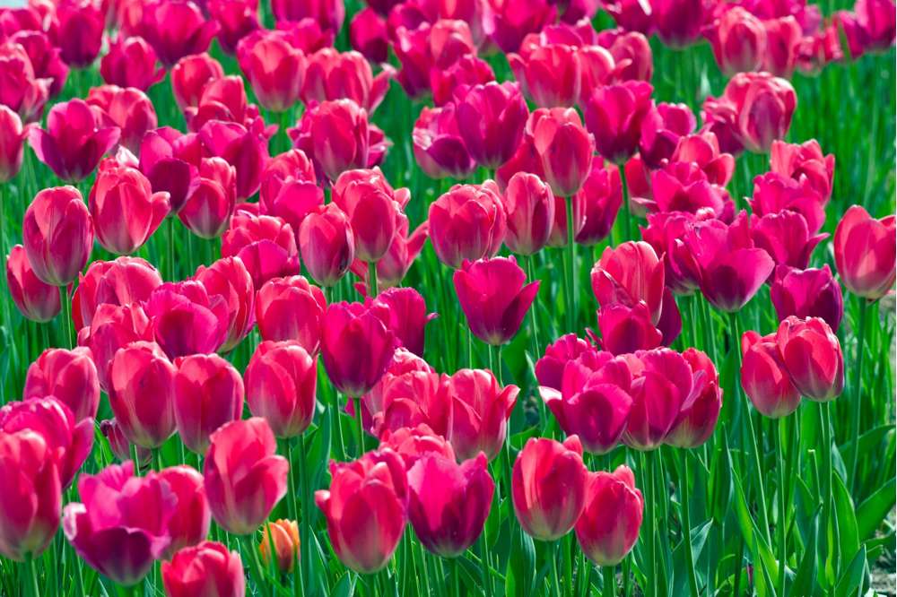 Tulpan ‘Lady van Eijk’